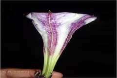 Datura metel